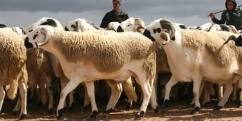 Moutons pour l'Aïd El-Adha 2023, baisse des prix du mouton.