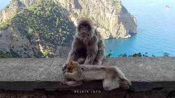Babouins sur un mur avec vue sur la mer et les falaises.