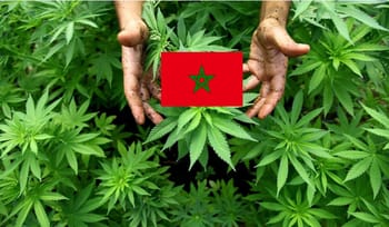 Main tenant un drapeau marocain parmi des plants de cannabis.