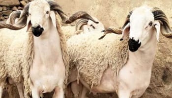 Deux moutons blancs avec cornes pour l'Aïd Al-Adha.