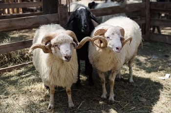 Moutons avec cornes prêtes pour l'Aïd El-Adha en France.