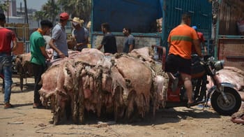 Vente et récupération des peaux de moutons après l'Aïd el-Adha.