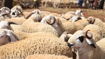 Moutons prêts pour l'Aïd el Adha 2023 dans un marché.
