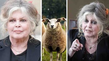 Brigitte Bardot et un mouton dans un champ.