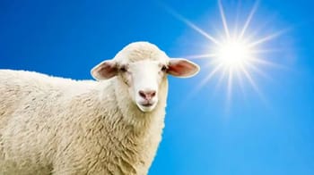 Mouton sous un ciel ensoleillé avec soleil brillant.