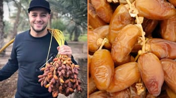 Dattes algériennes fraîches et juteuses, récoltées pour le marché mondial.