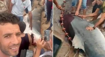 Requin attaquant un touriste russe en mer, scène dramatique.