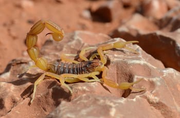 Scorpion jaune sur roche dans le désert marocain.