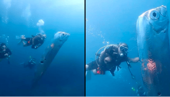 Plongée sous-marine avec un poisson géant dans l'océan.