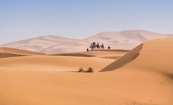 Camélades traversant le désert du Sahara au Maroc.