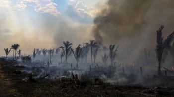 Feu de forêt avec fumée dense et palmiers en arrière-plan.