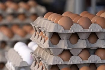 Œufs de poule dans un carton d'œufs en gros.