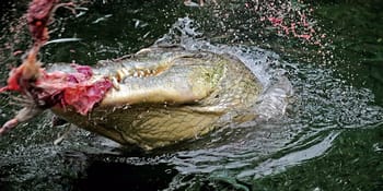 Crocodile en train de dévorer une proie dans l'eau.