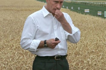 Homme en chemise blanche dans un champ de blé doré.