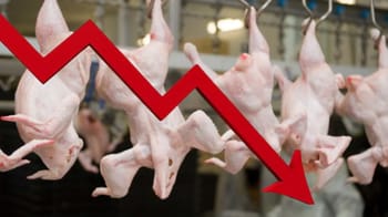 Réduction du prix du poulet en Algérie, baisse des coûts de viande de volaille.