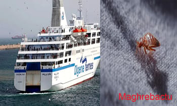 Ferry en Algérie et punaise de lit sur tissu.