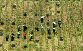 Travailleurs agricoles plantant des cultures dans un champ verdoyant.