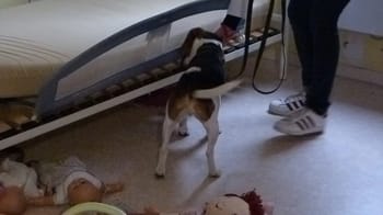 Chien entraîné pour détecter les punaises de lit dans une chambre.