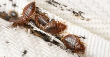 Punaises de lit sur un matelas, problème d'infestation domestique.