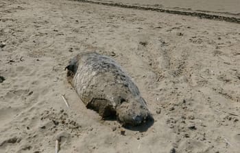 Phoque moine blessé retrouvé sur une plage en Algérie.
