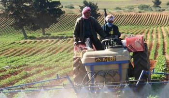 Agriculteurs algériens utilisant un tracteur dans un champ verdoyant.
