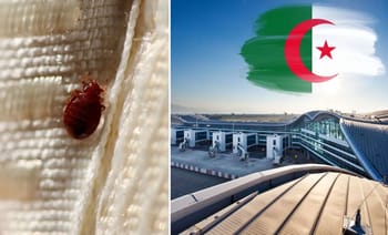 Punaises de lit sur un tissu, problème de santé en Algérie.
