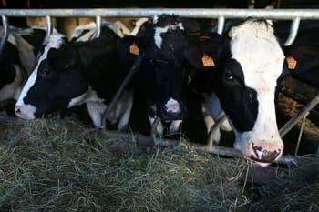 Vaches laitières en ferme, élevage bovin au Maroc.