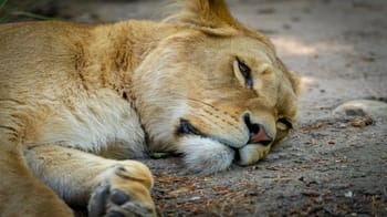 Lionne allongée, reposant sur le sol, dans un environnement naturel.
