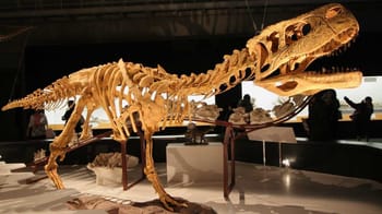 Fossile de dinosaure exposé dans un musée au Maroc.