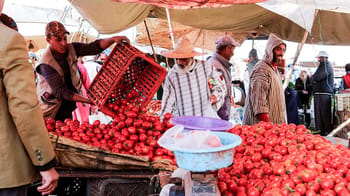 Vendeurs marocains vendant des tomates fraîches sur un marché.