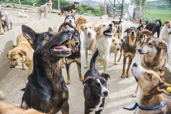 Groupe de chiens de refuge dans un enclos au Maroc.