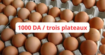 Oeufs en carton avec affiche prix 1000 DA pour trois plateaux.