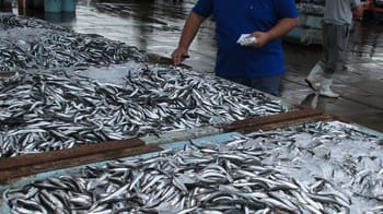 Poissons frais en vente au marché d'Alger, sardines et daurades en grande quantité.