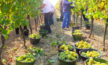 Récolte de raisins dans un vignoble en France.
