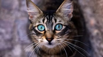 Chat errant aux yeux bleus perçants dans un environnement naturel.