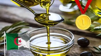Huiles d'olive de qualité avec médaille d'or algérienne.