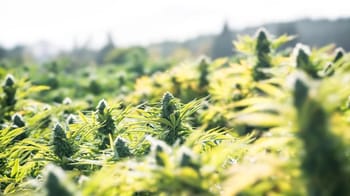 Champ de cannabis en plein jour au Maroc.