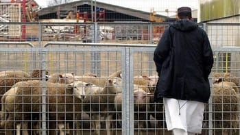 Éleveur observant des moutons dans une ferme pour l'Aïd al-Adha 2024.
