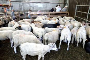 Moutons dans une ferme en France pour l'Aïd-el-Adha.