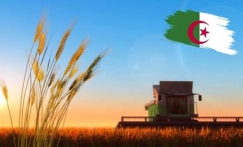 Moissonneuse dans un champ de blé avec drapeau algérien.