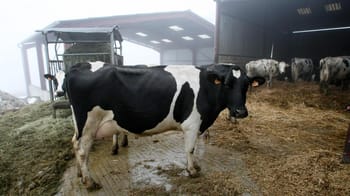 Vache noire et blanche dans un hangar agricole à Blida.