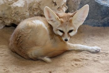 Renard pâle rare aperçu dans le Sahara algérien.
