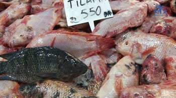 Poissons tilapia frais à vendre au marché pour moins de 700 DA/kg.