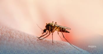 Moustique sur peau humaine, vecteur de maladies tropicales.