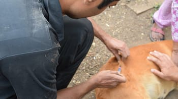Vétérinaire administrant un vaccin à un chien pour prévenir la rage.