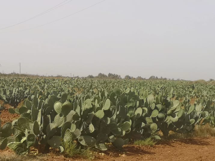 L’Algérie accuse le Maroc de lui exporter sa “cochenille" Champ de figuiers de Barbarie en Algérie sous ciel nuageux.