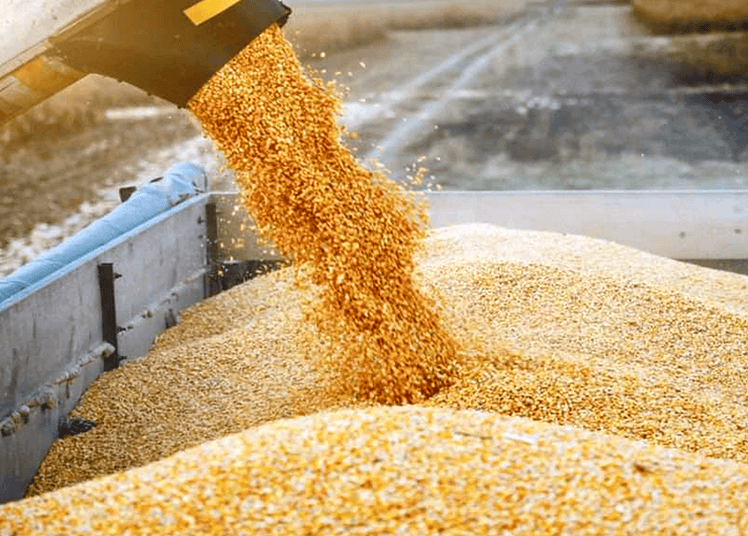 Algérie : les feux de moisson détruisent les récoltes de céréales Chargement de maïs en vrac dans un camion en Algérie.
