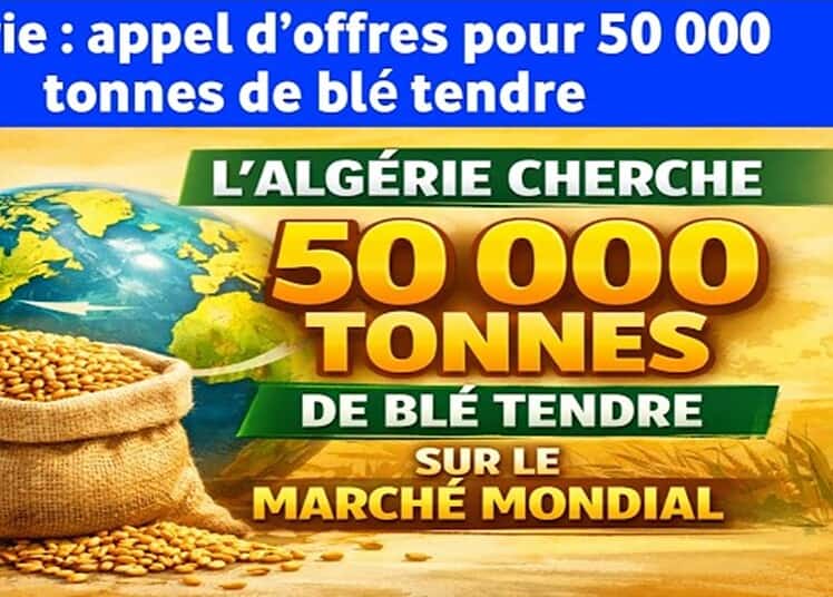 Blé français : le Maroc domine, l'Algérie absente des achats Algérie recherche 50 000 tonnes de blé tendre sur le marché mondial.