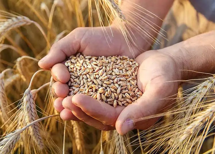 Main tenant des grains de blé dans un champ de blé doré.