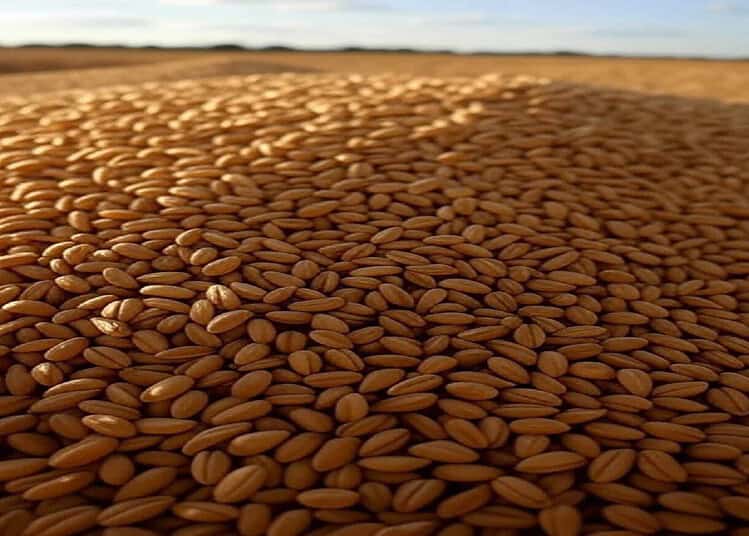 Grains de blé séchant au soleil dans un champ vaste.